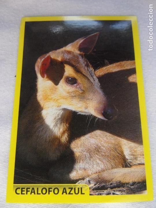 Coleccionismo cromos antiguos: AMICI CUCCIOLOTTI PANINI A&Ntilde;O 2015 NUM 160 - Foto 1