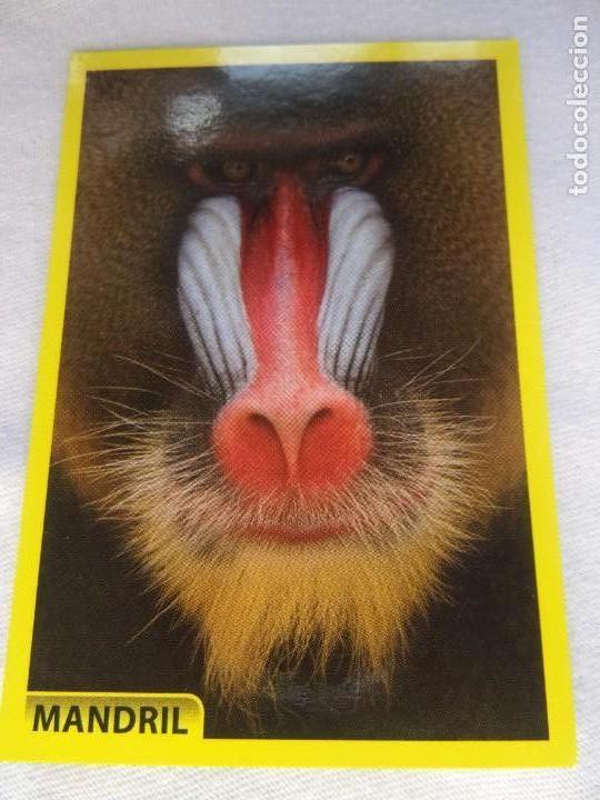 Coleccionismo cromos antiguos: AMICI CUCCIOLOTTI PANINI A&Ntilde;O 2015 NUM 150 - Foto 1