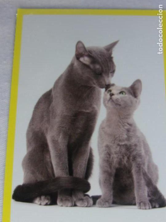 Coleccionismo cromos antiguos: AMICI CUCCIOLOTTI PANINI A&Ntilde;O 2015 NUM 309 - Foto 1