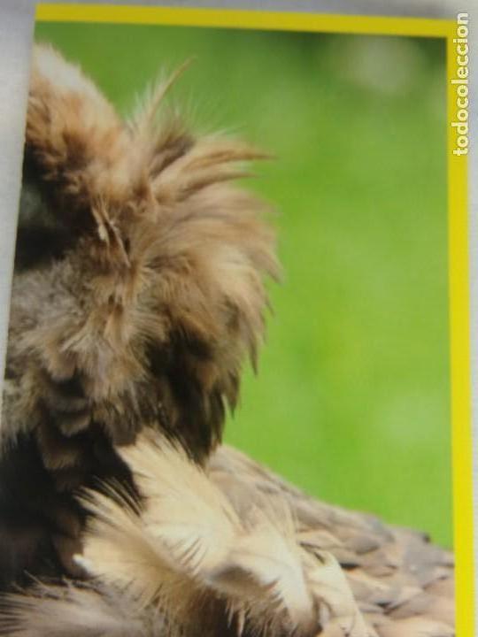 Coleccionismo cromos antiguos: AMICI CUCCIOLOTTI PANINI A&Ntilde;O 2015 NUM 79 - Foto 1