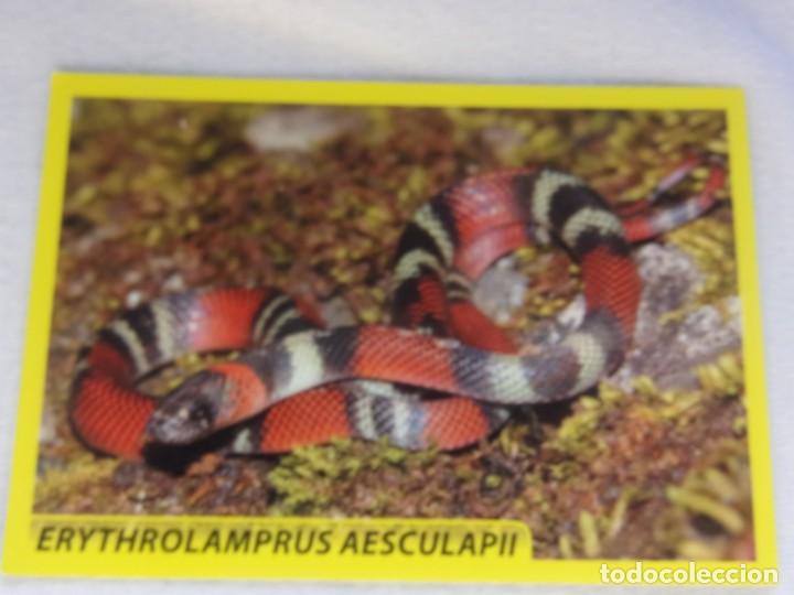 Coleccionismo cromos antiguos: AMICI CUCCIOLOTTI PANINI A&Ntilde;O 2015 NUM 237 - Foto 1