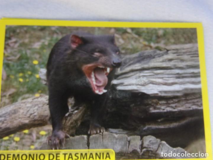 Coleccionismo cromos antiguos: AMICI CUCCIOLOTTI PANINI A&Ntilde;O 2015 NUM 117 - Foto 1