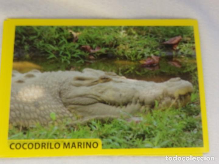 Coleccionismo cromos antiguos: AMICI CUCCIOLOTTI PANINI A&Ntilde;O 2015 NUM 104 - Foto 1