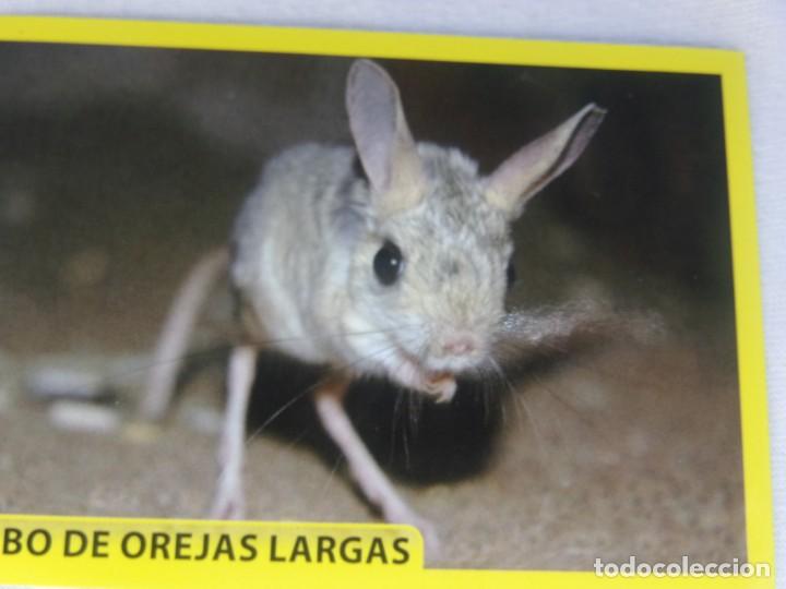 Coleccionismo cromos antiguos: AMICI CUCCIOLOTTI PANINI A&Ntilde;O 2015 NUM 74 - Foto 1