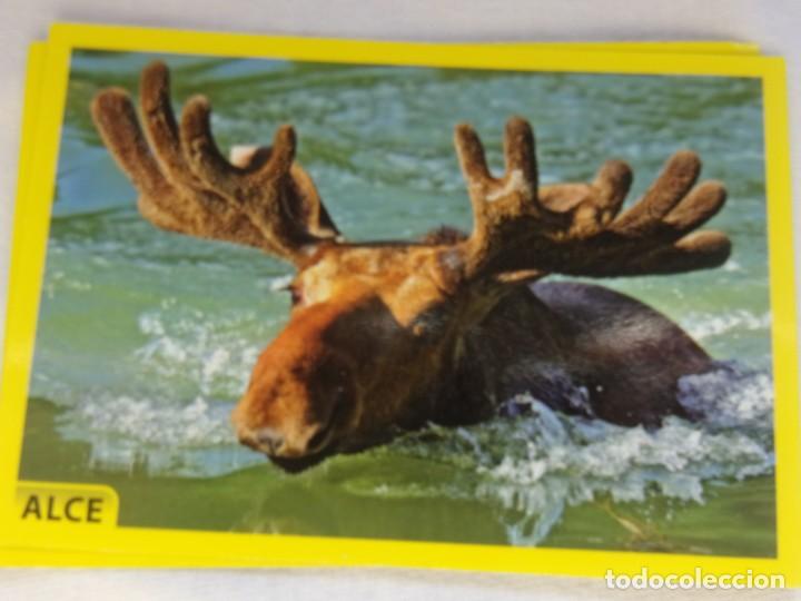 Coleccionismo cromos antiguos: AMICI CUCCIOLOTTI PANINI A&Ntilde;O 2015 NUM 56 - Foto 1