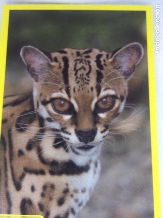 Coleccionismo cromos antiguos: AMICI CUCCIOLOTTI PANINI A&Ntilde;O 2015 NUM 240 - Foto 1