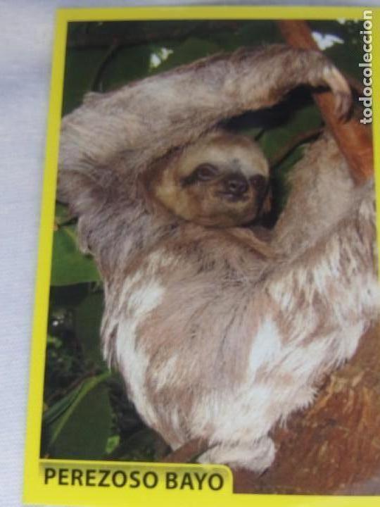 Coleccionismo cromos antiguos: AMICI CUCCIOLOTTI PANINI A&Ntilde;O 2015 NUM 238 - Foto 1