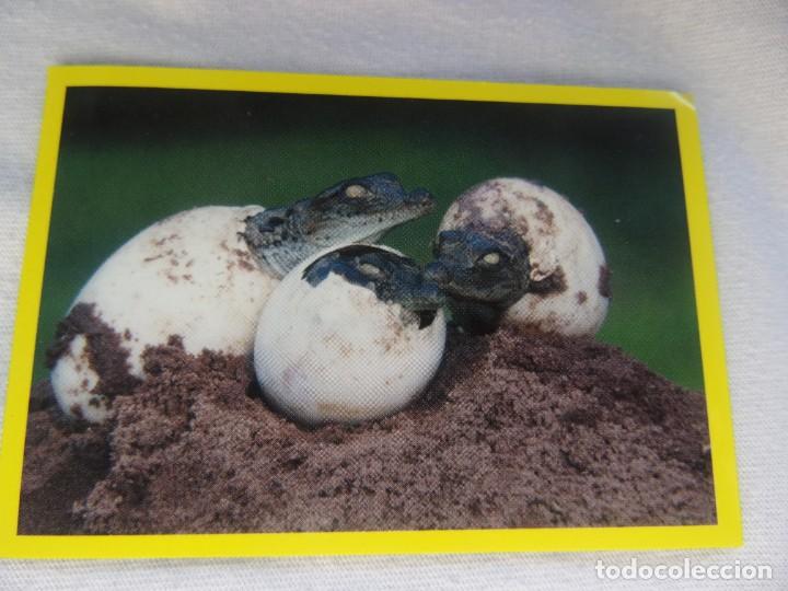 Coleccionismo cromos antiguos: AMICI CUCCIOLOTTI PANINI A&Ntilde;O 2015 NUM 334 - Foto 1