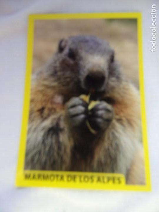 Coleccionismo cromos antiguos: AMICI CUCCIOLOTTI PANINI A&Ntilde;O 2015 NUM 19 - Foto 1
