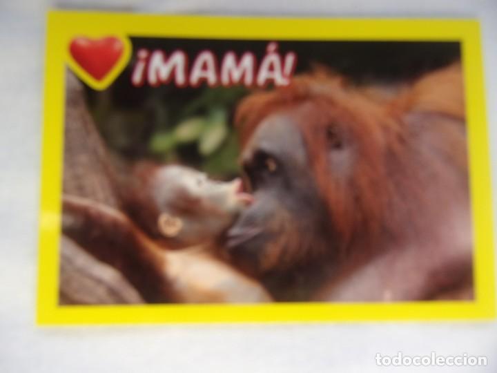 Coleccionismo cromos antiguos: AMICI CUCCIOLOTTI PANINI A&Ntilde;O 2015 NUM 41 - Foto 1