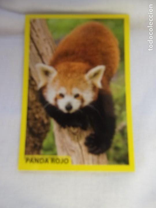Coleccionismo cromos antiguos: AMICI CUCCIOLOTTI PANINI A&Ntilde;O 2015 NUM 66 - Foto 1