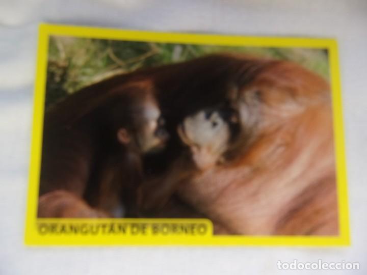 Coleccionismo cromos antiguos: AMICI CUCCIOLOTTI PANINI A&Ntilde;O 2015 NUM 88 - Foto 1