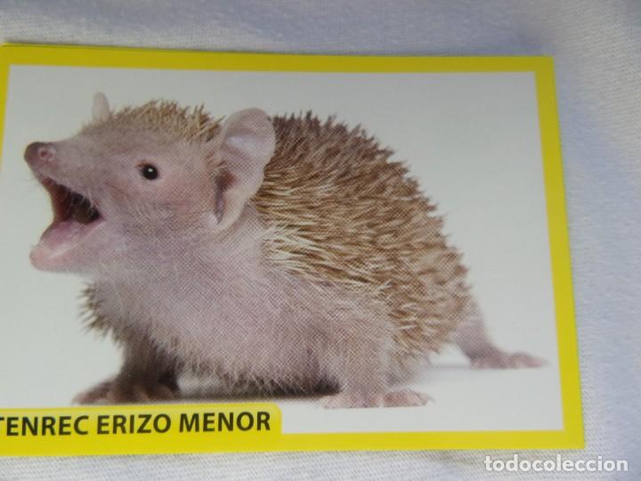 Coleccionismo cromos antiguos: AMICI CUCCIOLOTTI PANINI A&Ntilde;O 2015 NUM 164 - Foto 1