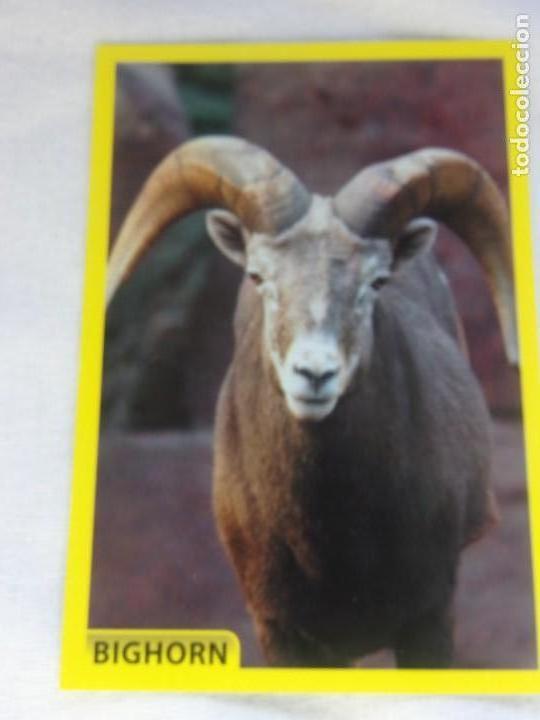 Coleccionismo cromos antiguos: AMICI CUCCIOLOTTI PANINI A&Ntilde;O 2015 NUM 198 - Foto 1