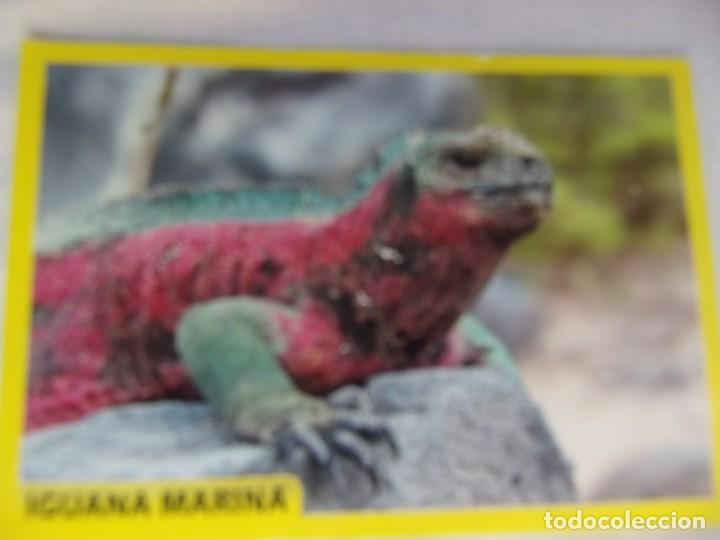 Coleccionismo cromos antiguos: AMICI CUCCIOLOTTI PANINI A&Ntilde;O 2015 NUM 219 - Foto 1