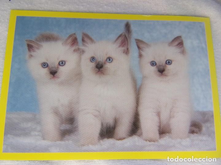Coleccionismo cromos antiguos: AMICI CUCCIOLOTTI PANINI A&Ntilde;O 2015 NUM 307 - Foto 1