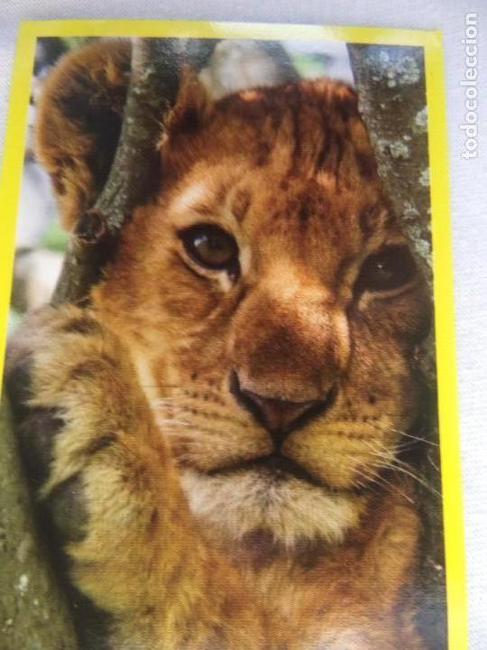 Coleccionismo cromos antiguos: AMICI CUCCIOLOTTI PANINI A&Ntilde;O 2015 NUM 328 - Foto 1