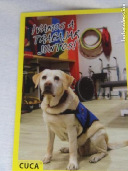 Coleccionismo cromos antiguos: AMICI CUCCIOLOTTI PANINI A&Ntilde;O 2015 NUM 342 - Foto 1