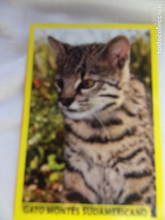 Coleccionismo cromos antiguos: AMICI CUCCIOLOTTI PANINI A&Ntilde;O 2015 NUM 212 - Foto 1