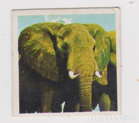 Coleccionismo cromos antiguos: CRECS .. ELEFANTE - Foto 1