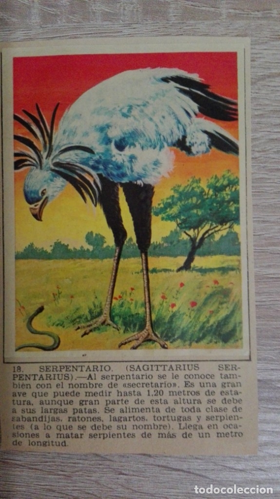 Sammeln alte Sammelbilder: CROMO N&ordm; 18 SERPENTARIO-&Aacute;LBUM MAGA-A&Ntilde;O 1967-LA NATURALEZA Y EL HOMBRE.