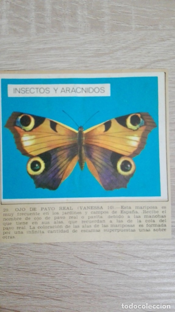 Sammeln alte Sammelbilder: CROMO N&ordm; 29 OJO DE PAVO REAL-VANESSA 10-&Aacute;LBUM MAGA-A&Ntilde;O 1967-LA NATURALEZA Y EL HOMBRE.