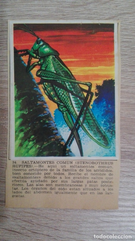 Sammeln alte Sammelbilder: CROMO N&ordm; 34 SALTAMONTES COM&Uacute;N-&Aacute;LBUM MAGA-A&Ntilde;O 1967-LA NATURALEZA Y EL HOMBRE.