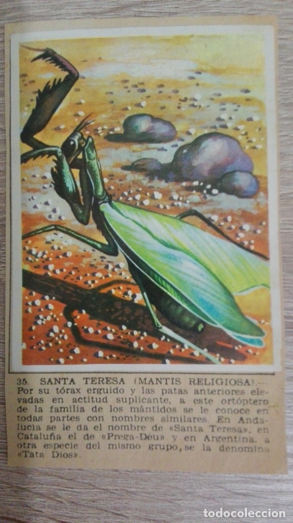 Colecionismo Cromos antigos: CROMO N&ordm; 35 SANTA TERESA-MANTIS RELIGIOSA-&Aacute;LBUM MAGA-A&Ntilde;O 1967-LA NATURALEZA Y EL HOMBRE.