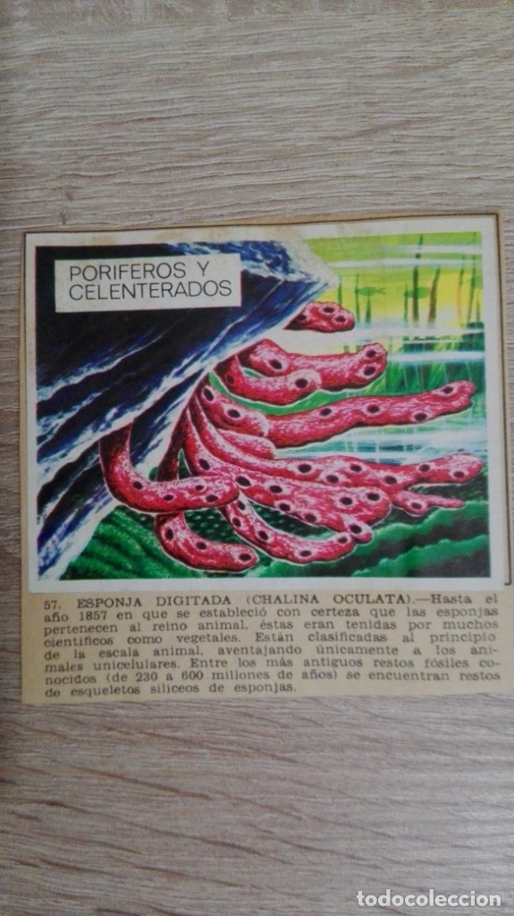 Sammeln alte Sammelbilder: CROMO N&ordm; 57 ESPONJA DIGITADA-&Aacute;LBUM MAGA-A&Ntilde;O 1967-LA NATURALEZA Y EL HOMBRE.