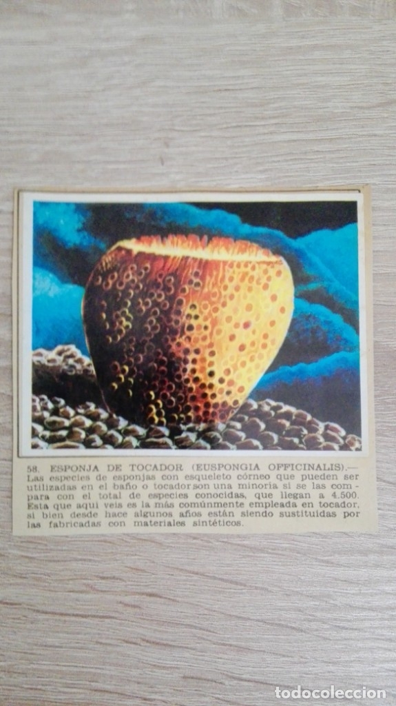Sammeln alte Sammelbilder: CROMO N&ordm; 58 ESPONJA DE TOCADOR-&Aacute;LBUM MAGA-A&Ntilde;O 1967-LA NATURALEZA Y EL HOMBRE.