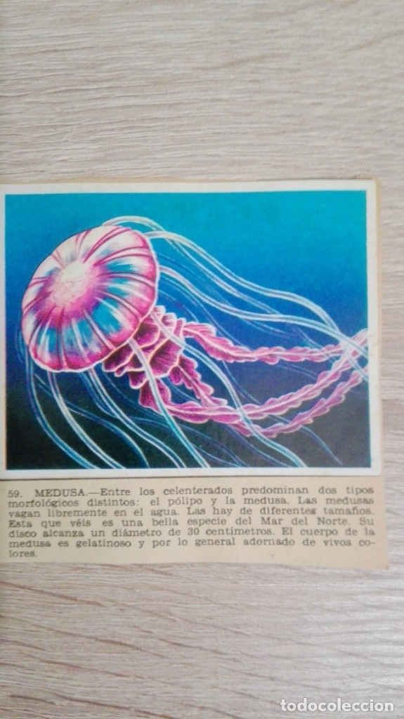 Colecionismo Cromos antigos: CROMO N&ordm; 59 MEDUSA-&Aacute;LBUM MAGA-A&Ntilde;O 1967-LA NATURALEZA Y EL HOMBRE.