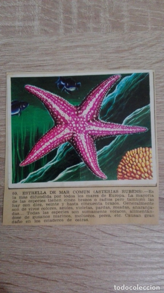Sammeln alte Sammelbilder: CROMO N&ordm; 69 ESTRELLA DE MAR COM&Uacute;N-&Aacute;LBUM MAGA-A&Ntilde;O 1967-LA NATURALEZA Y EL HOMBRE.