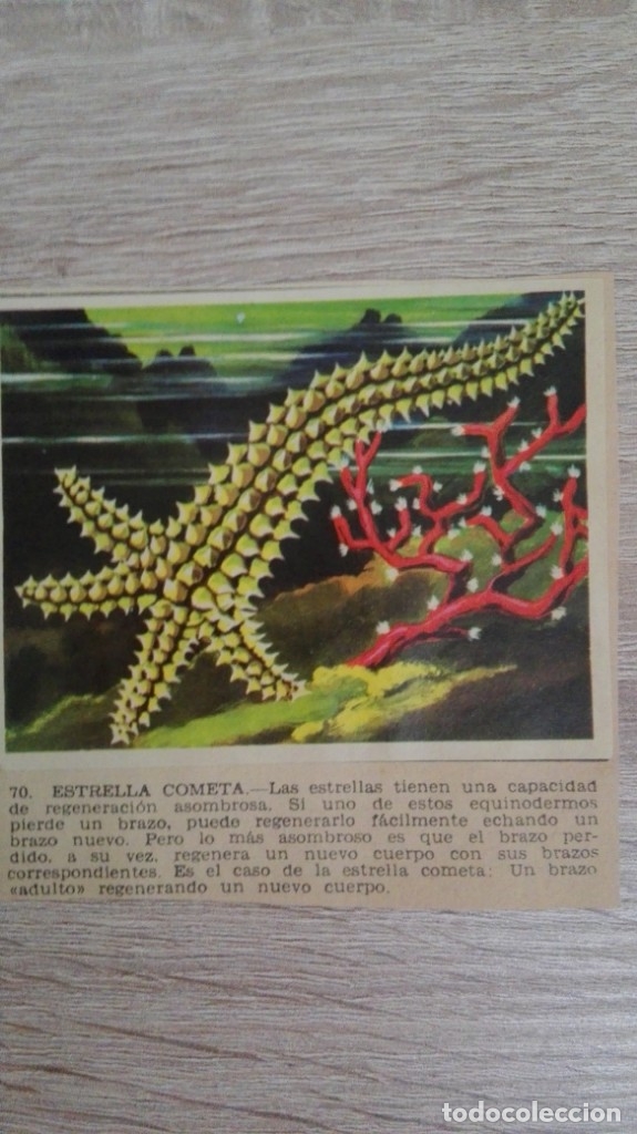 Sammeln alte Sammelbilder: CROMO N&ordm; 70 ESTRELLA COMETA-&Aacute;LBUM MAGA-A&Ntilde;O 1967-LA NATURALEZA Y EL HOMBRE.
