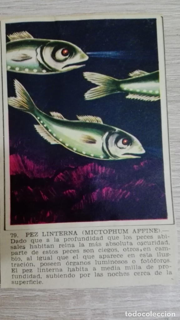 Sammeln alte Sammelbilder: CROMO N&ordm; 79 PEZ LINTERNA-&Aacute;LBUM MAGA-A&Ntilde;O 1967-LA NATURALEZA Y EL HOMBRE.