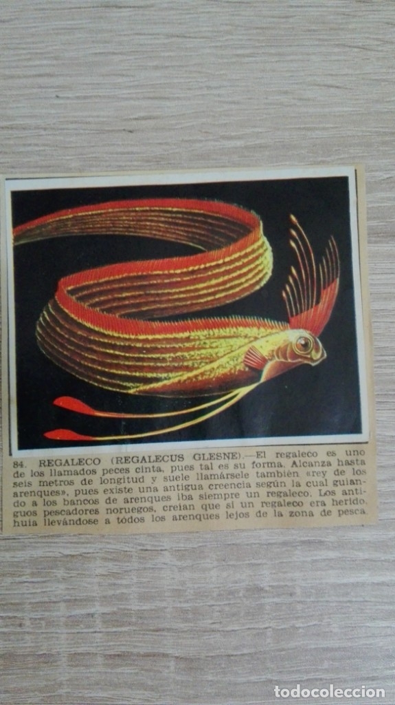 Colecionismo Cromos antigos: CROMO N&ordm; 84 REGALECO-&Aacute;LBUM MAGA-A&Ntilde;O 1967-LA NATURALEZA Y EL HOMBRE.