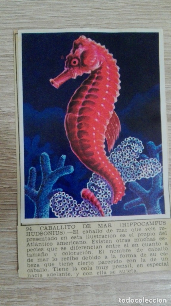 Sammeln alte Sammelbilder: CROMO N&ordm; 94 CABALLITO DE MAR-&Aacute;LBUM MAGA-A&Ntilde;O 1967-LA NATURALEZA Y EL HOMBRE.