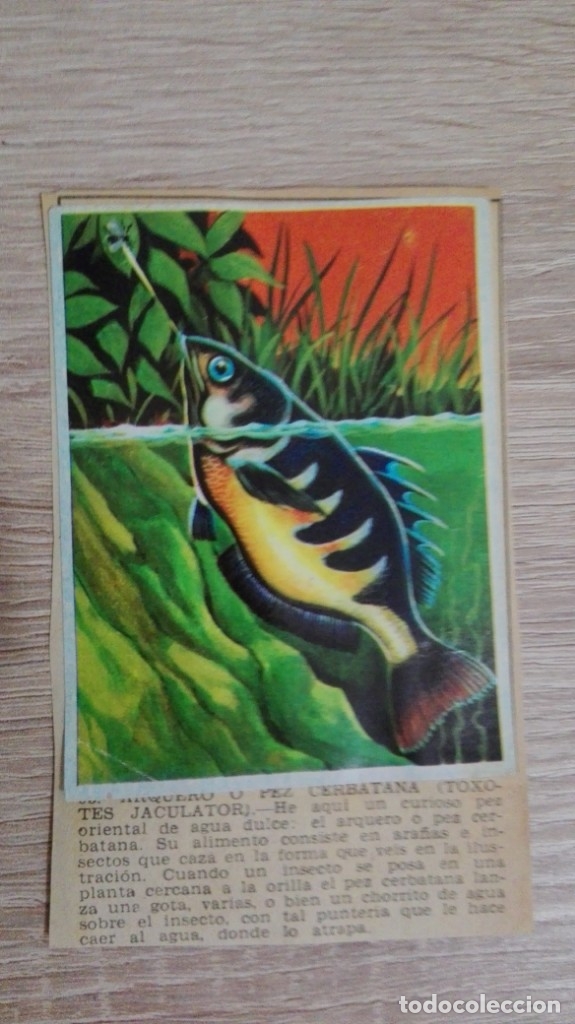 Sammeln alte Sammelbilder: CROMO N&ordm; 95 ARQUERO O PEZ CERBATA-&Aacute;LBUM MAGA-A&Ntilde;O 1967-LA NATURALEZA Y EL HOMBRE.
