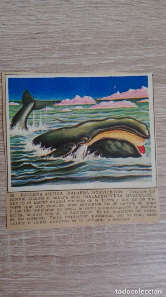 Sammeln alte Sammelbilder: CROMO N&ordm; 96 BALLENA &Aacute;RTICA-&Aacute;LBUM MAGA-A&Ntilde;O 1967-LA NATURALEZA Y EL HOMBRE.