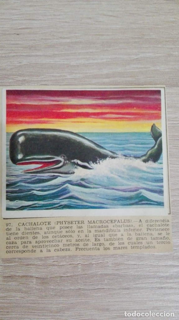 Sammeln alte Sammelbilder: CROMO N&ordm; 97 CACHALOTE-&Aacute;LBUM MAGA-A&Ntilde;O 1967-LA NATURALEZA Y EL HOMBRE.