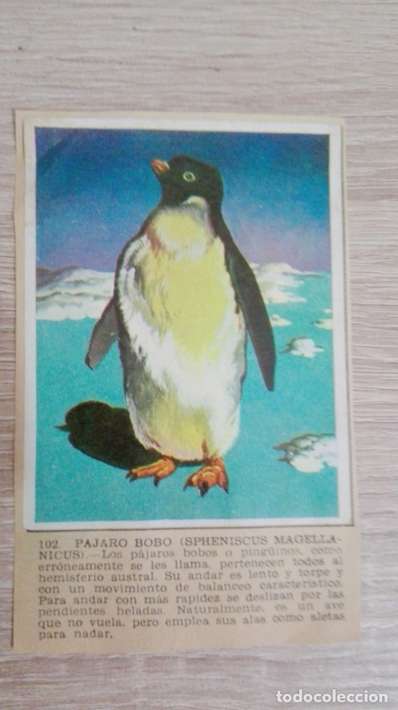 Colecionismo Cromos antigos: CROMO N&ordm; 102 P&Aacute;JARO BOBO-&Aacute;LBUM MAGA-A&Ntilde;O 1967-LA NATURALEZA Y EL HOMBRE.
