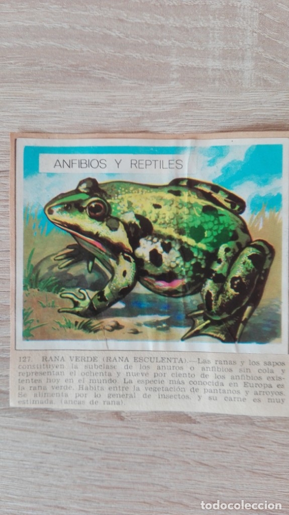 Sammeln alte Sammelbilder: CROMO N&ordm; 127 RANA VERDE-&Aacute;LBUM MAGA-A&Ntilde;O 1967-LA NATURALEZA Y EL HOMBRE.