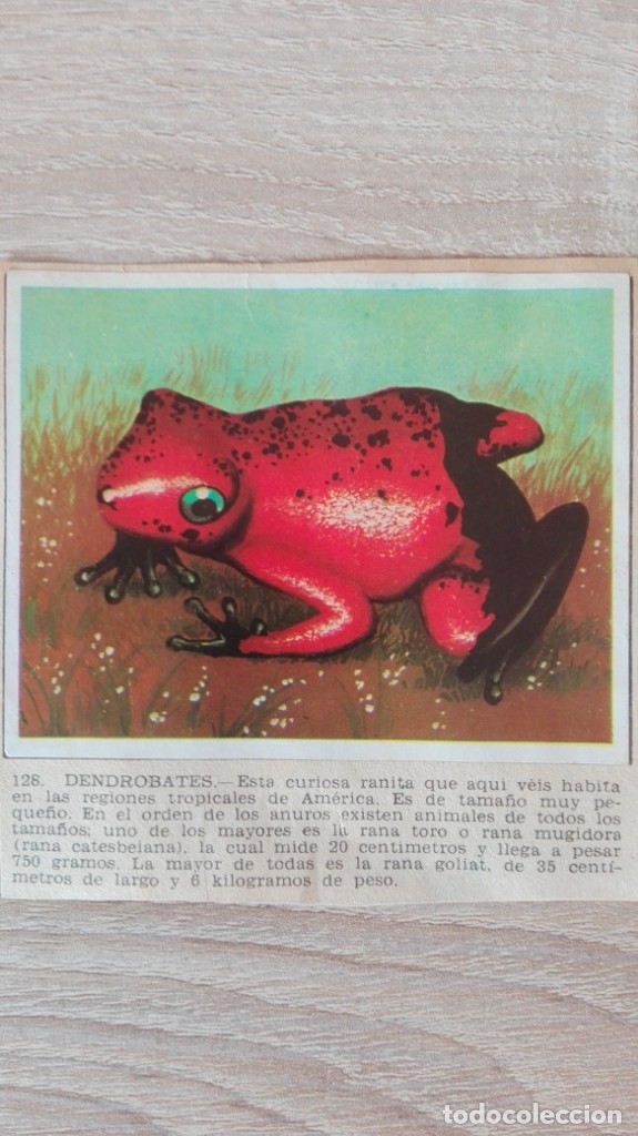 Sammeln alte Sammelbilder: CROMO N&ordm; 128 DENDROBATES-&Aacute;LBUM MAGA-A&Ntilde;O 1967-LA NATURALEZA Y EL HOMBRE.