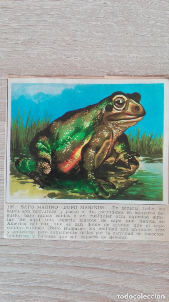 Colecionismo Cromos antigos: CROMO N&ordm; 129 SAPO MARINO-&Aacute;LBUM MAGA-A&Ntilde;O 1967-LA NATURALEZA Y EL HOMBRE.