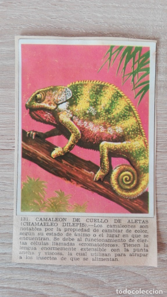 Colecionismo Cromos antigos: CROMO N&ordm; 131 CAMALE&Oacute;N DE CUELLO DE ALETAS-&Aacute;LBUM MAGA-A&Ntilde;O 1967-LA NATURALEZA Y EL HOMBRE.