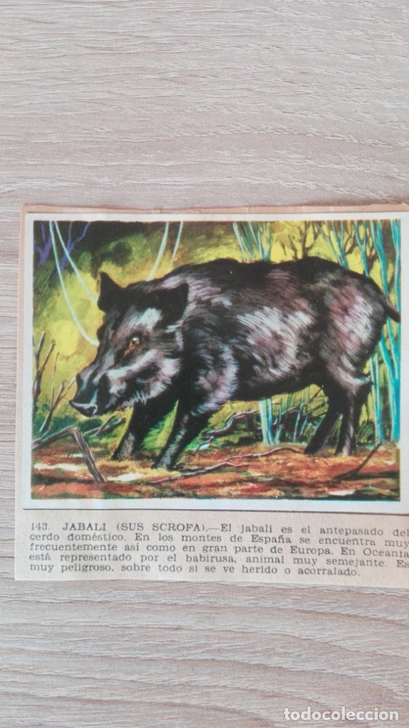 Sammeln alte Sammelbilder: CROMO N&ordm; 143 JABAL&Iacute;-SUS SCROFA-&Aacute;LBUM MAGA-A&Ntilde;O 1967-LA NATURALEZA Y EL HOMBRE.
