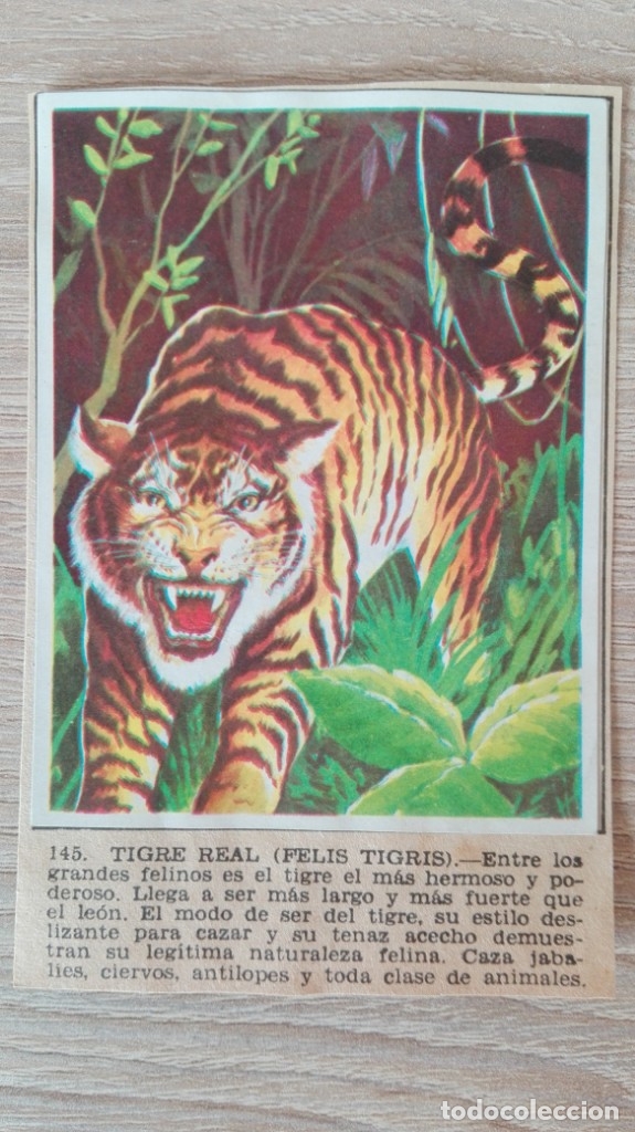Sammeln alte Sammelbilder: CROMO N&ordm; 145-TIGRE REAL-&Aacute;LBUM MAGA-A&Ntilde;O 1967-LA NATURALEZA Y EL HOMBRE.