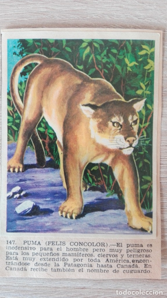Sammeln alte Sammelbilder: CROMO N&ordm; 147 PUMA-&Aacute;LBUM MAGA-A&Ntilde;O 1967-LA NATURALEZA Y EL HOMBRE.