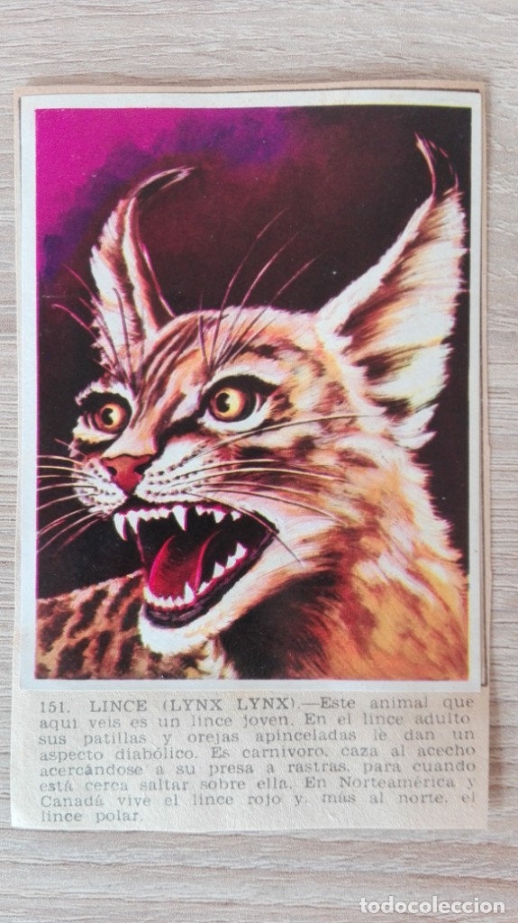 Colecionismo Cromos antigos: CROMO N&ordm; 151 LINCE-LYNX LYNX-&Aacute;LBUM MAGA-A&Ntilde;O 1967-LA NATURALEZA Y EL HOMBRE.