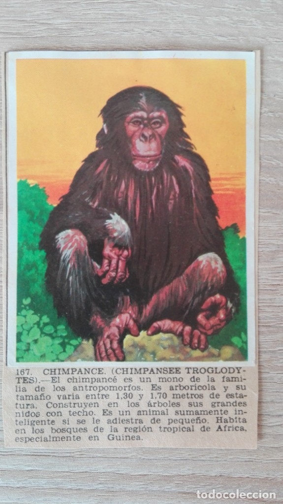 Sammeln alte Sammelbilder: CROMO N&ordm; 167 CHIMPANC&Eacute;-&Aacute;LBUM MAGA-A&Ntilde;O 1967-LA NATURALEZA Y EL HOMBRE.