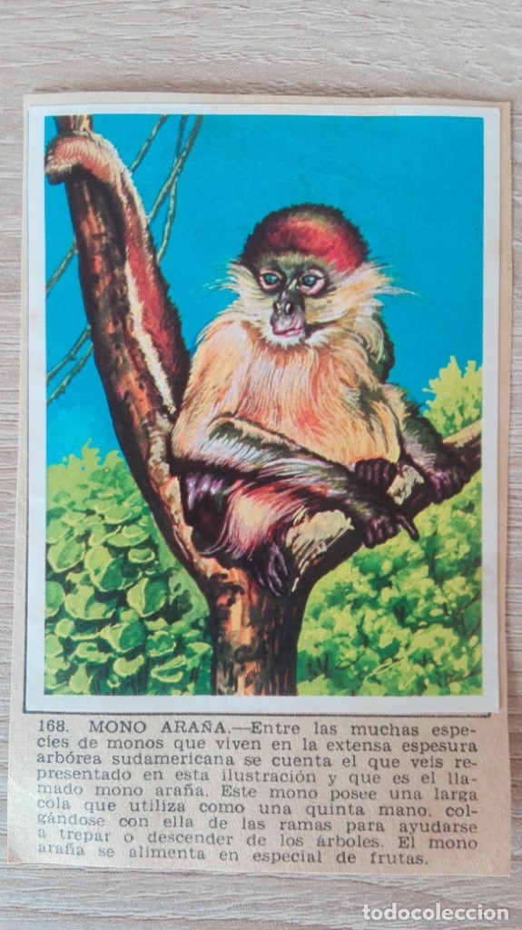 Sammeln alte Sammelbilder: CROMO N&ordm; 168 MONO ARA&Ntilde;A-&Aacute;LBUM MAGA-A&Ntilde;O 1967-LA NATURALEZA Y EL HOMBRE.